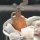 Use essas fragrâncias para atrair prosperidade para a sua casa