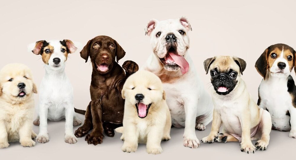 Esses são os cachorros mais inteligentes do mundo, segundo a ciência