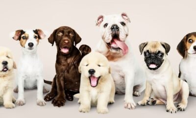 Esses são os cachorros mais inteligentes do mundo, segundo a ciência