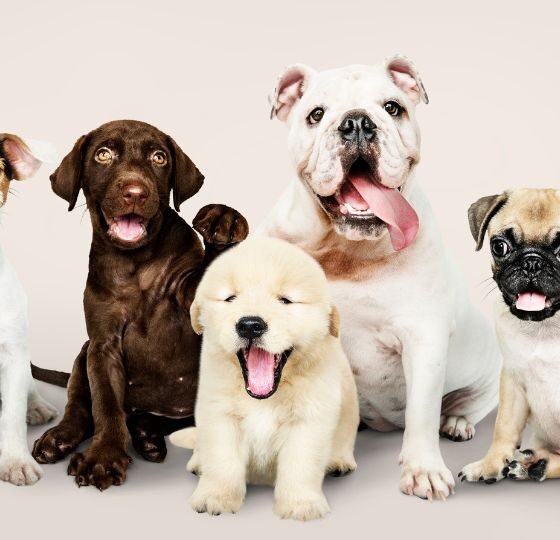 Esses são os cachorros mais inteligentes do mundo, segundo a ciência