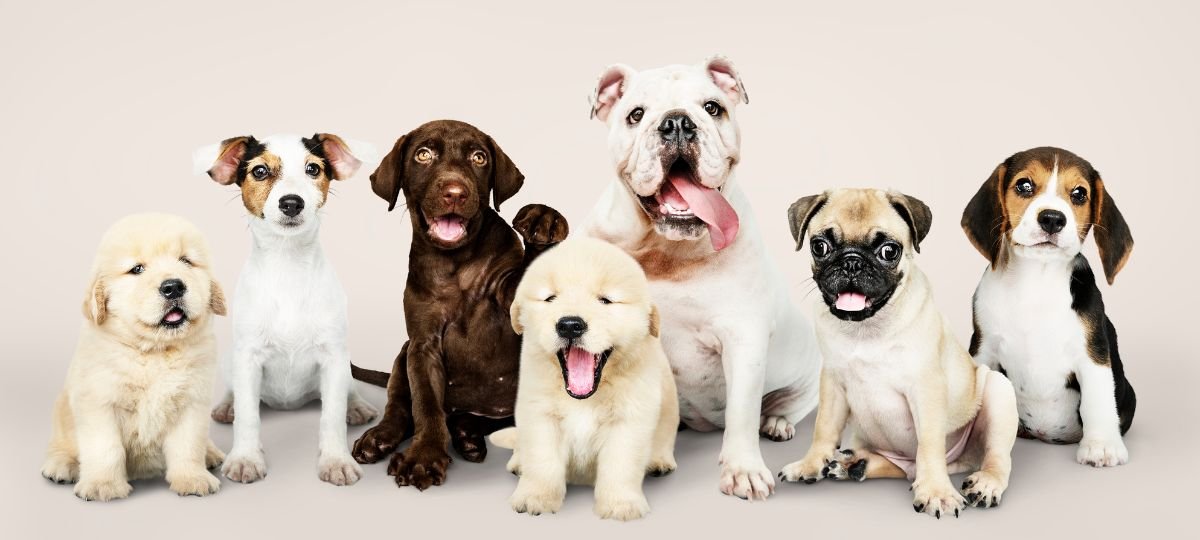 Esses são os cachorros mais inteligentes do mundo, segundo a ciência