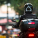 moto motoboy