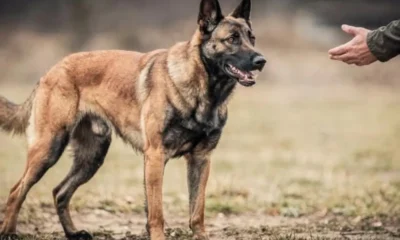 cães