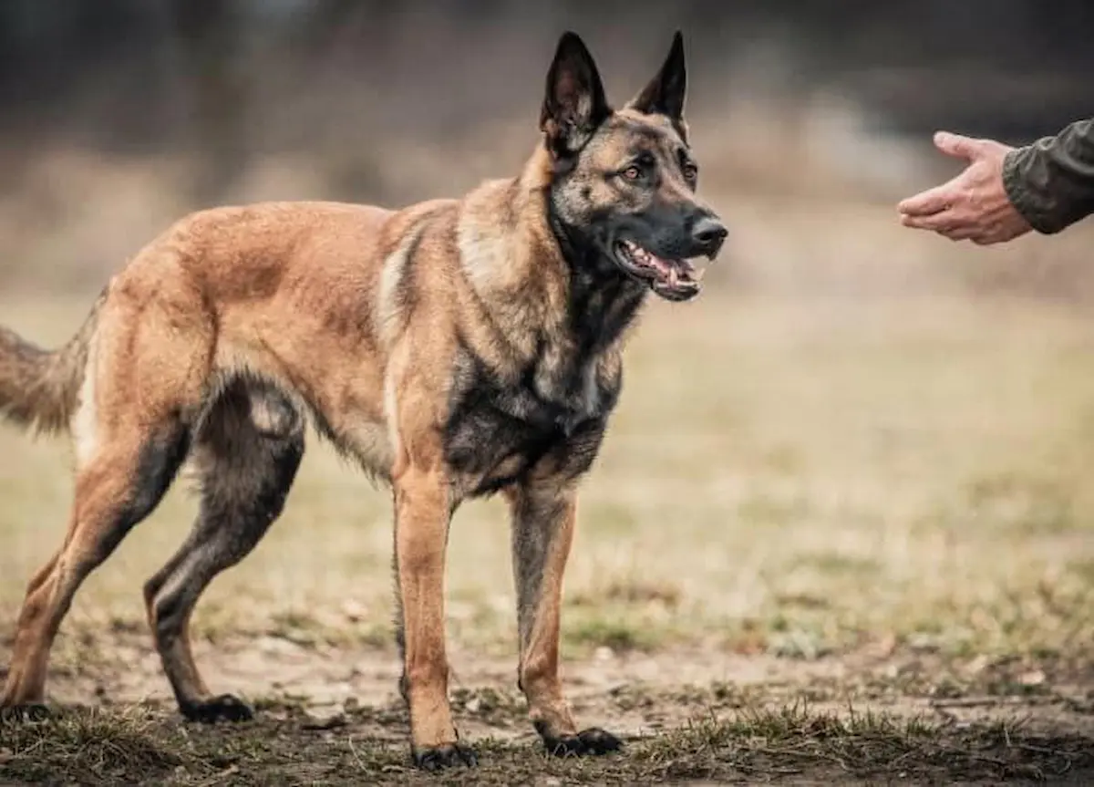 cães